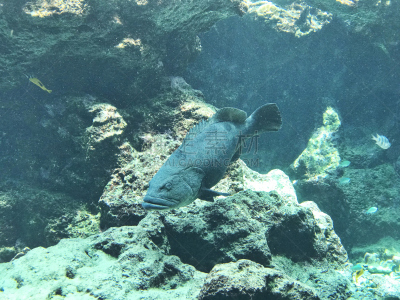 鱼类,特写,生物学,多样,环境,灰色,斑纹,indopacific ocean,生物,动物