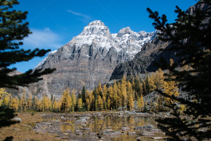 落叶松,山,加拿大落基山脉,奥哈拉湖,黄金,幽鹤国家公园,秋天,水,国家公园,水平画幅