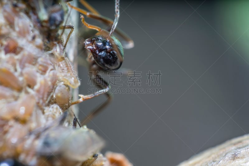 昆虫,大特写,水,美,褐色,水平画幅,无人,蚂蚁,夏天,生物学