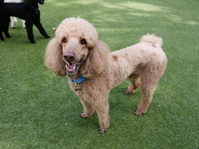 贵宾犬,后院,遛狗师,纯种犬,犬恶丝虫,肖像,受过训练的狗,狗,个人卫生用品,驯狗员