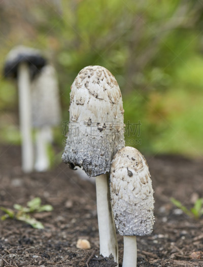 蘑菇,鬃毛,毛发蓬乱,垂直画幅,美国,无人,笔帽状蘑菇,菌腮,摄影