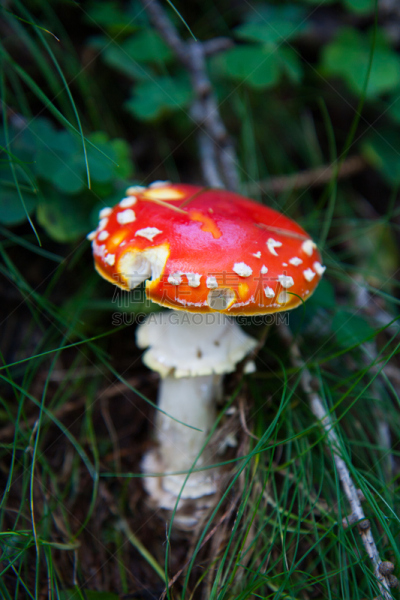 毒蝇菇,瓷样伞菇,伞形毒菌,垂直画幅,公园,褐色,研磨食品,苔藓,生物学,草
