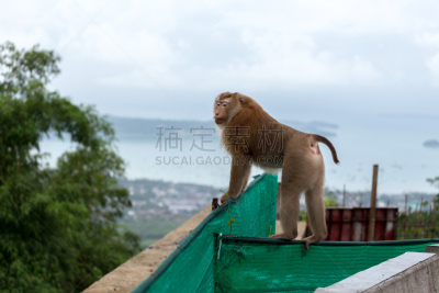 猴子,伦敦城,自然,水平画幅,小的,恒河猴,猕猴,城市,泰国,拉贾斯坦邦