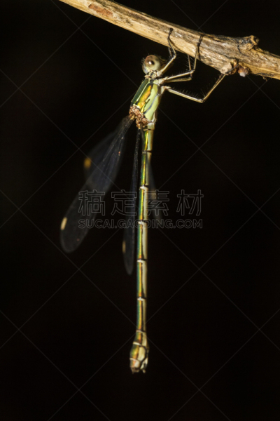 豆娘,昆虫,祖母绿,南,自然,阿尔加威,垂直画幅,野生动物,图像,翅膀