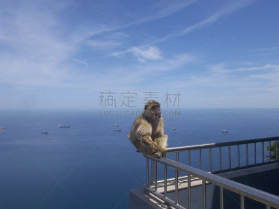 直布罗陀,地中海猕猴,直布罗陀岩石,水平画幅,无人,猴子,摄影,旅游