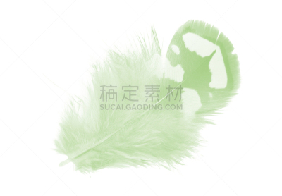 白色背景,翎毛,绿色,彩色图片,自然美,分离着色,鹅毛笔,一个物体,背景分离,风