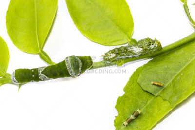 大摩门蝶,毛虫,舞台,动物腹部,动物长鼻,自然,无脊椎动物,野生动物,水平画幅,蝴蝶