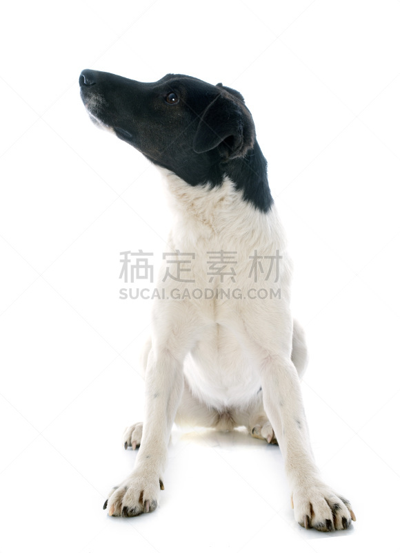 短毛猎狐梗,福克斯猎狐犬,垂直画幅,纯种犬,捕猎行为,小的,可爱的,无人,梗犬,白色背景