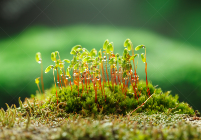 苔藓,菜园,原叶体,孢子体,小丘,苔藓植物,沼泽,水平画幅,山,无人
