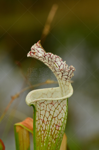 猪笼草,大特写,多毛的,顶部,盖子,白色,紫猪笼草,肉食植物,自然,垂直画幅