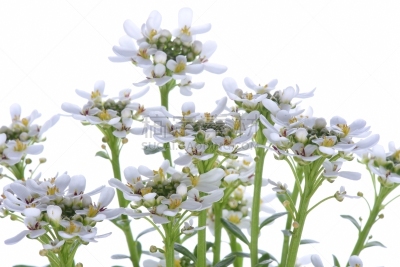 常绿白烛葵,白烛葵,水平画幅,无人,夏天,特写,白色,植物,常绿树,多年生植物