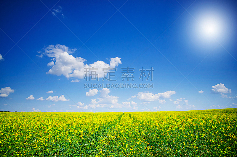 云景,油菜花,水平画幅,无人,夏天,户外,农作物,田地,阳光光束,植物学