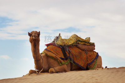 骆驼,沙丘,desert festival,塔尔沙漠, 贾沙梅尔,贝多因人,水平画幅,沙子,印度次大陆,户外