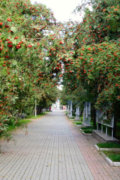 熟的,花楸浆果,托姆斯克州,山梨树,垂直画幅,天空,夏天,都市风景,头发向后梳