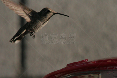 蜂鸟,黑颏蜂鸟,红玉喉北蜂鸟,自然,野生动物,美国,水平画幅,绿色,无人,鸟类