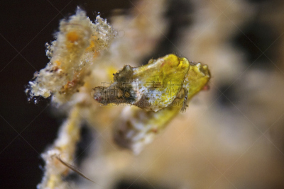 豆丁海马,海马,选择对焦,珊瑚色,水平画幅,高视角,水肺潜水,动物学,水下,动物习性