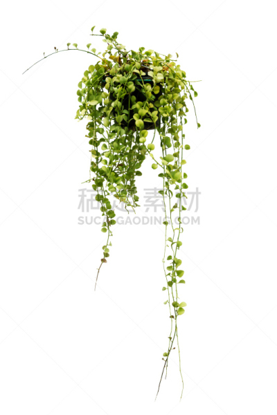 常春藤,分离着色,垂直画幅,枝繁叶茂,无人,草,特写,泰国,白色,植物