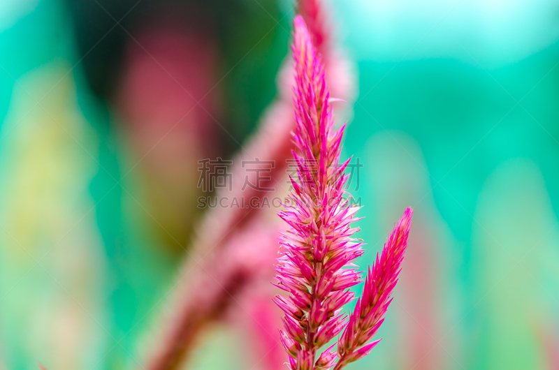 芦笋蕨,美,水平画幅,夏天,户外,草,特写,植物,热带气候,清新