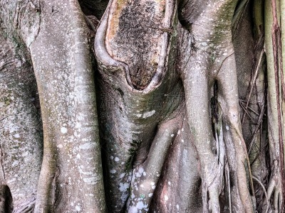树干,榕树,垂直画幅,褐色,古董,水平画幅,无人,纳布勒斯,古老的,蜥蜴