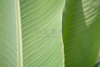 宝冢市,兵库县,自然,水平画幅,绿色,日本,夏天,户外,特写