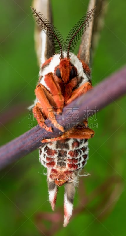 giant silk moth,草,肖像,自然,垂直画幅,美,绿色,蝴蝶,明尼苏达,丝绸蛾