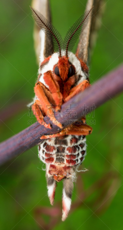 giant silk moth,草,肖像,自然,垂直画幅,美,绿色,蝴蝶,明尼苏达,丝绸蛾