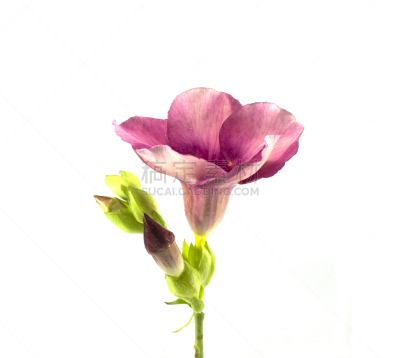 紫色,软枝黄蝉,自然,芳香的,水平画幅,无人,色彩鲜艳,白色背景,特写,仅一朵花