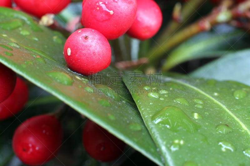 雨,浆果,红色,水,水平画幅,纹理效果,无人,湿,叶脉,特写