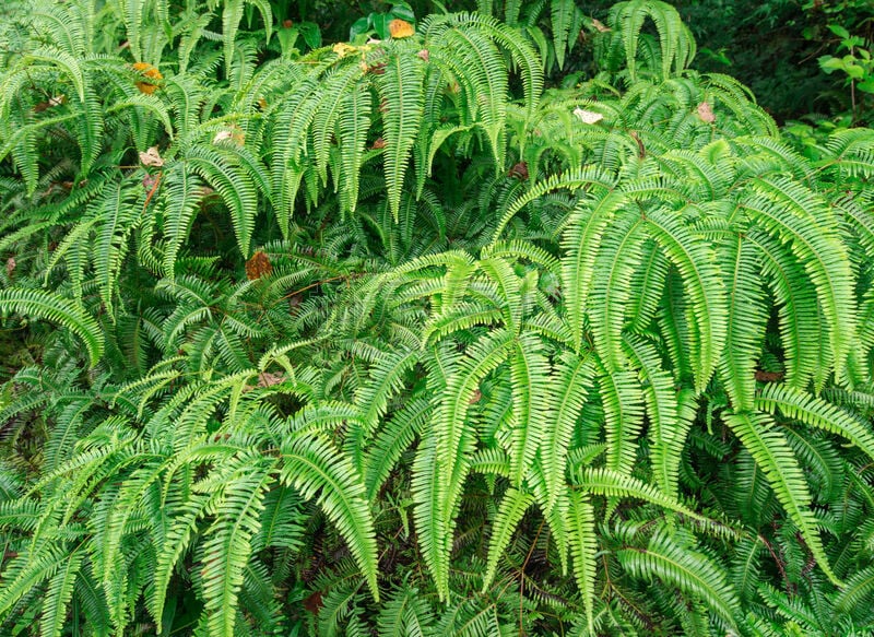 蕨类,背景,接力赛,绿色,自然,叶绿素,水平画幅,无人,湿,欧洲蕨