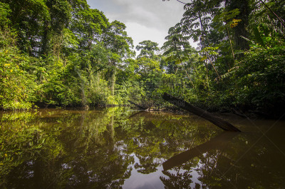 哥斯达黎加,tortuguero national park,五只动物,里蒙省,自然,视角,热带雨林,风景,图像,自然公园