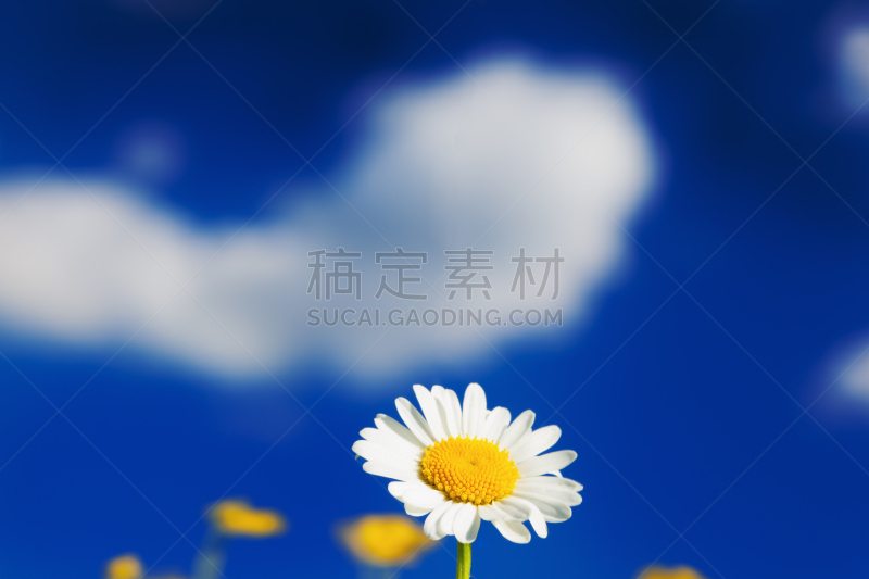 Chamomile among flowers