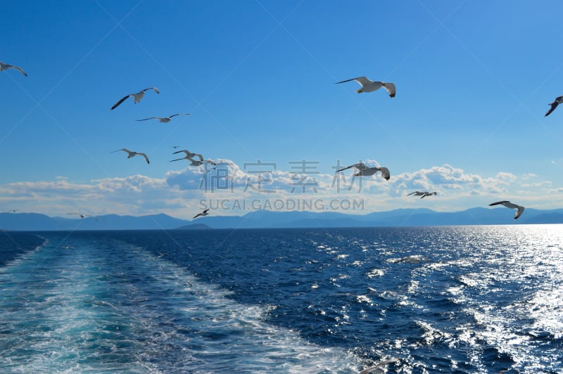 希腊,海鸥,在上面,白色,海湾,天空,美,六月,宁静,水平画幅