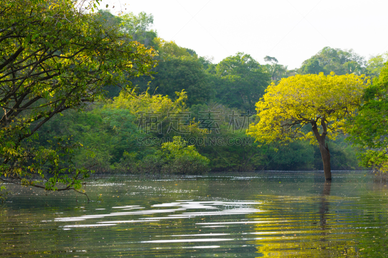 亚马逊雨林,湿地,风景,马瑙斯,亚马孙洲,观光船,亚马逊地区,野生动物保护,水,气候