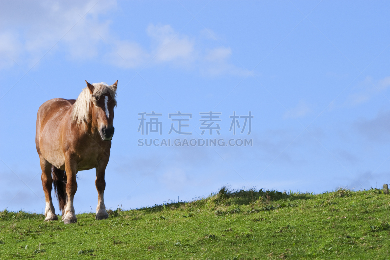 山,马,正下方视角,自然,天空,墨西哥野马,水平画幅,无人,野外动物,户外