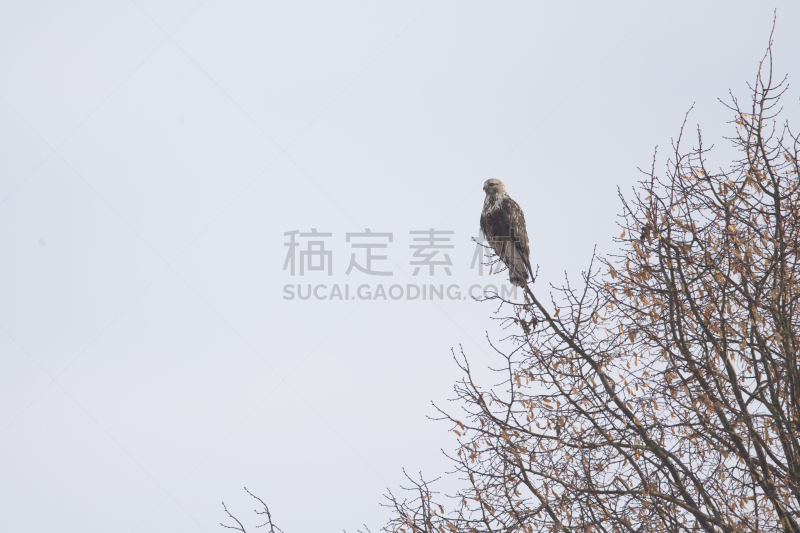 腿上生羽毛的鹰,天空,美,长椅,食肉鸟,水平画幅,鸟类,半空中,户外,草