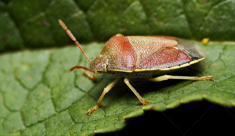 半翅目,野外动物,侧面视角,两翼昆虫,green shield bug,盾蝽,heteroptera,褐色,水平画幅,爪子