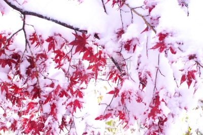 秋天,粉末状雪,舞蹈,葡萄树枫木,日本榉树,札幌,北海道,水平画幅,雪,无人