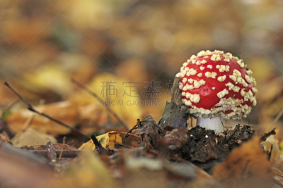 毒蝇菇,橙色伞菌,植物叶柄,伞形毒菌,毒蘑菇,美,褐色,水平画幅,户外,生物学