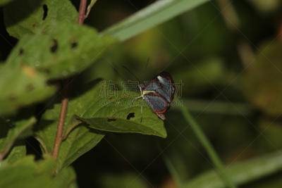 星斑透翅蝶,蝴蝶,透翅蝶蝴蝶,butterfly garden,自然,野生动物,动物发育阶段,水平画幅,生物,动物身体部位