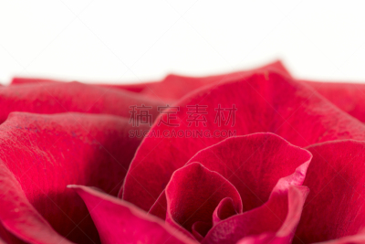 红色,花瓣,玫瑰,自然美,手部骨骼,萼片,雄蕊,美,留白,水平画幅