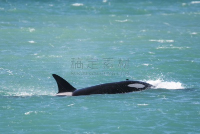 大天使迦百利,新海湾,动物主题,逆戟鲸,呼吸孔,脊椎动物,海豚,大西洋,鱼胸鳍,饮用水