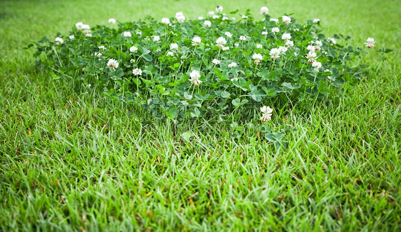 草坪,夏天,白三叶草,美,水平画幅,无人,户外,草,特写,俄罗斯