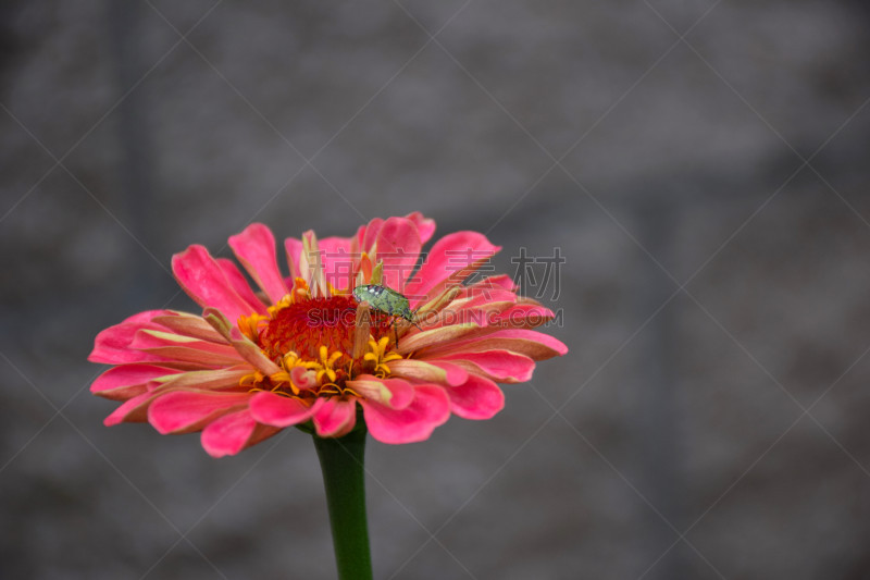 绿色,仅一朵花,灰色背景,粉色,昆虫,红尾碧蝽,盾蝽,鱼尾菊,式样,灰色