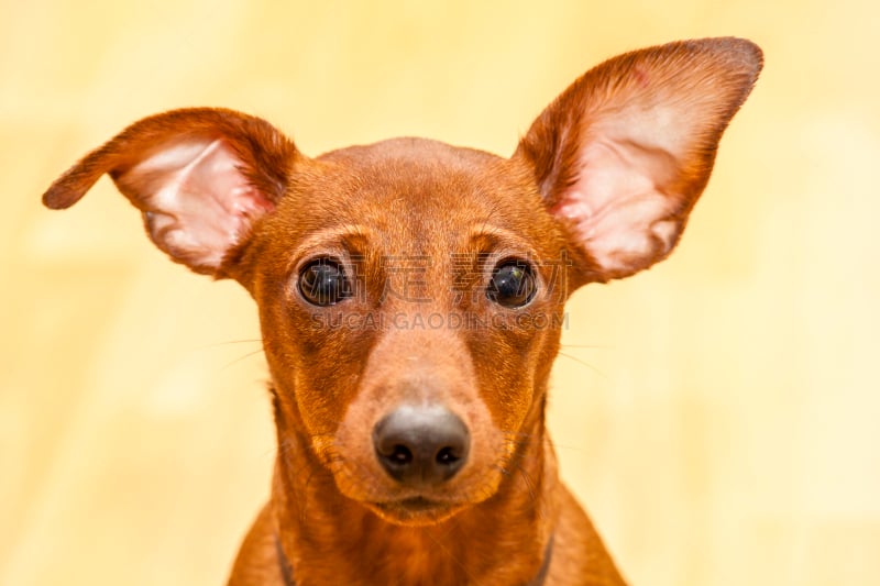 刚毛小猛犬,注视镜头,有爪哺乳动物,水平画幅,理毛行为,可爱的,无人,勇气,活力,德国