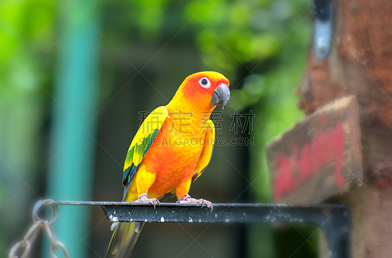色彩鲜艳,鹦鹉,网栅栏,可爱的,越南,比利时,动物主题,野生动物,橙色,非洲灰鹦鹉