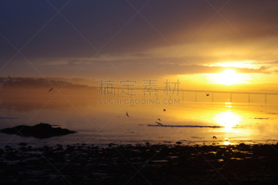 泰河,桥,路,邓迪,水平画幅,冬天,无人,英国,鸟类,摄影