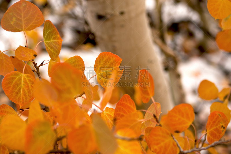 雪,白杨类,自然,水平画幅,橙色,秋天,无人,户外,植物表皮,黄色