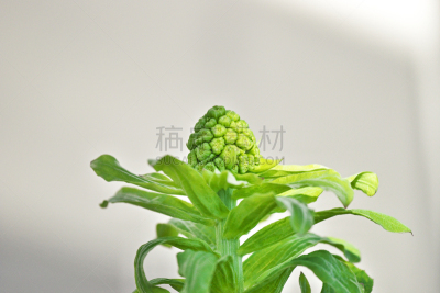 春天,植物,水平画幅,无人,成分,日本,蜂斗菜,神奈川县,食品,拖把