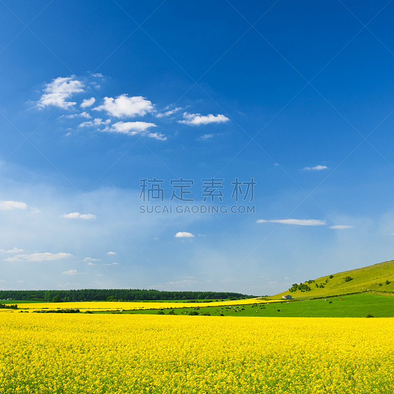 地形,夏天,春天,户外,田地,黄色,天空,彩色图片,农场