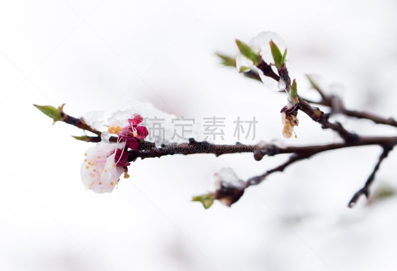 雪,树蛇,无人,哈萨克斯坦,粉色,图像,水平画幅,大自然保护协会,树,摄影